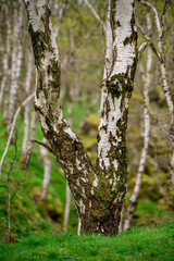 tree in the forest,Padley Gorge