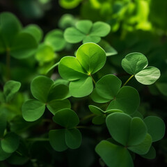 Shamrock leaves