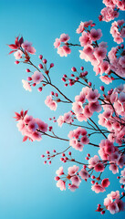 cherry blossom and sky
