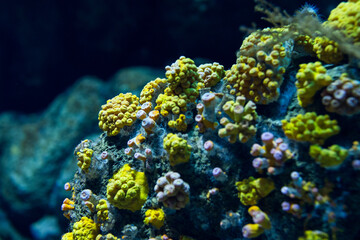 Coral reef in the aquarium