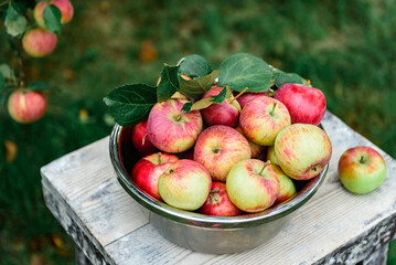 Harvesting apples. Metal bowl with ripe apples on garden background.