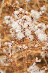 Monochrome nature patterns of fluffy seeds of wildflowers, natural texture background, Close-up dry grass white yellow gradient color, natural botanical background, soft warm toned, earth color