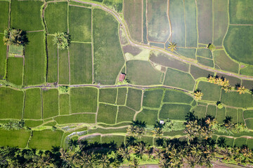 The Amazing jatiluwih rice terraces in Bali, Indonesia