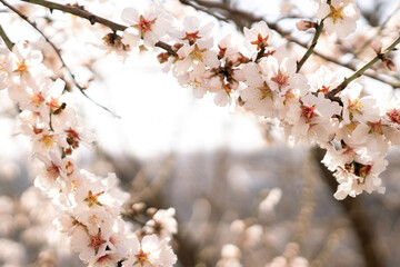 Obraz premium white blossoms almond spring, adorn tree branches under bright sunlight, marking the arrival of spring.