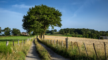 Naklejka premium Paysage de l'Aveyron sur le GR 65 sur le chemin de Saint Jacques de Compostelle autour du village de Golinhac en été