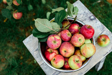 Harvesting apples. Metal bowl with ripe apples on garden background.