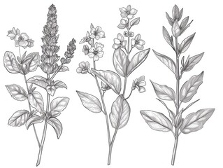 This image showcases a collection of detailed line art depicting various herbs  flowers  and botanical elements in a delicate  monochromatic sketch style