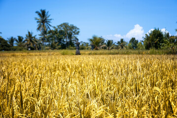The Amazing jatiluwih rice terraces in Bali, Indonesia