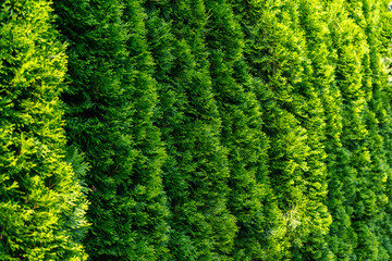 Green hedge of dense coniferous trees under sunlight © SOLDATOOFF