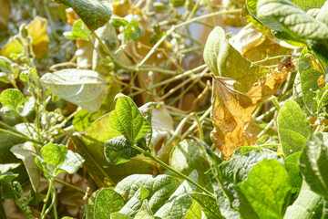 Spider mite (Tetranychus urticae) infested climbing green beans: close-up of dying plant leaves. Dangerous garden pests - insects that destroy crops and vegetable crops.