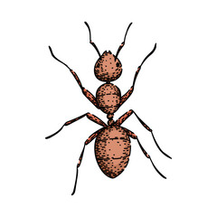 nest ant hand drawn. foraging insect, antennae mandibles, thorax abdomen nest ant vector sketch. isolated color illustration