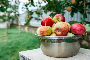Harvesting apples. Metal bowl with ripe apples on garden background.
