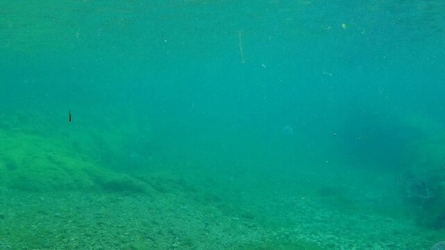 南さつま市丸木浜 Black sea bream　Minami　Satsuma　Kagoshima　Japan