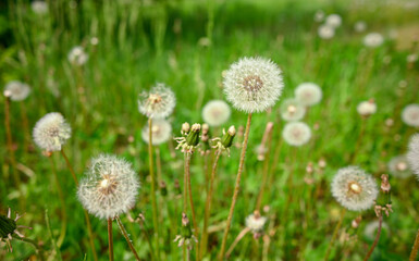 A large number of white dandelions. A field of white fluffy dandelions, a beautiful rural landscape.