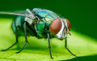 Common green bottle fly on a leaf and nature background.