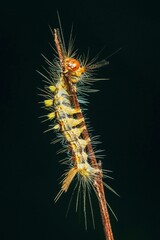 Hairy poisonous caterpillar on tree branch.