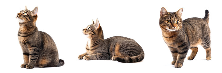 Obraz premium Collection of cats in different pose (sitting, laying, standing), animal bundle isolated on white background