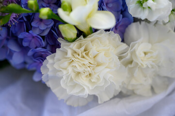 Macro photo of a white carnation flower bud Texture of soft carnation petals. Beautiful banner with flowers.