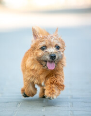 Norwich Terrier Puppies in the City