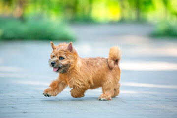 Norwich Terrier Puppies in the City