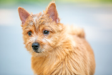 Norwich Terrier Puppies in the City