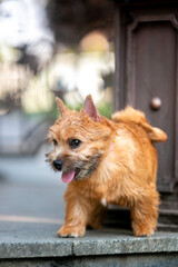 Norwich Terrier Puppies in the City