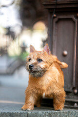 Norwich Terrier in the Park