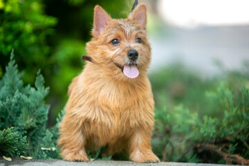 Norwich Terrier in the Park