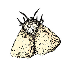 wings night moth hand drawn. antennae camouflage, metamorphosis lepidoptera, scales flutter wings night moth vector sketch. isolated color illustration