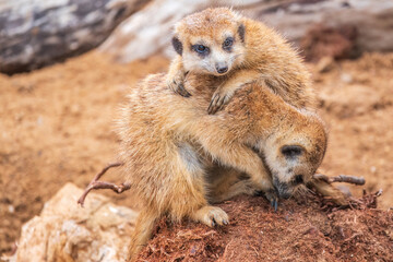 Fototapeta premium A group of cute meerkats. Meerkat Family are sunbathing.