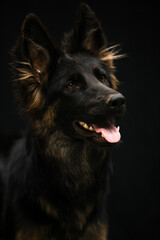 Portrait of a dog on a black background