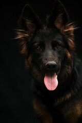 Portrait of a dog on a black background