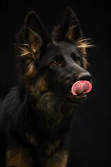 Portrait of a dog on a black background