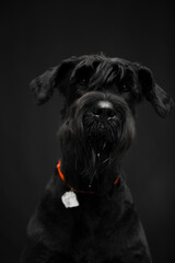 Obraz premium Portrait of a dog on a black background