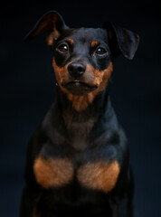 Portrait of a dog on a black background