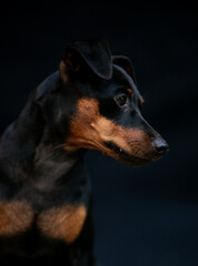 Portrait of a dog on a black background