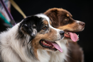 Portrait of a dog on a black background