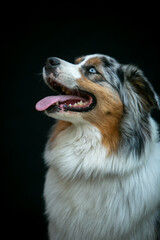 Portrait of an Aussie dog on a black background