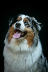 Portrait of an Aussie dog on a black background