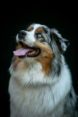 Portrait of an Aussie dog on a black background