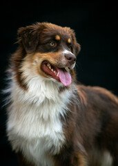Portrait of an Aussie dog on a black background