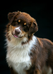 Portrait of an Aussie dog on a black background