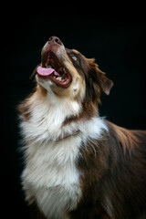 Portrait of an Aussie dog on a black background