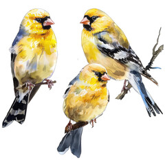 Fototapeta premium Spotlight on American Goldfinch: Transparent Background PNG 