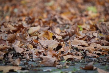 Autumn scene featuring a ground covered with dry, fallen leaves in shades of brown, creating a textured, seasonal landscape with a shallow depth of field.