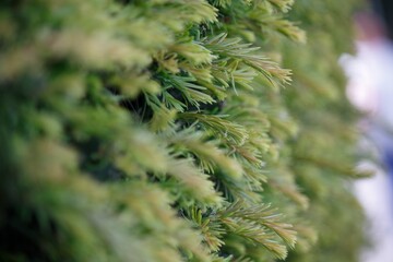Close-up of lush green foliage with soft focus, highlighting the intricate texture and natural beauty of the plant in a serene outdoor setting.