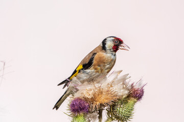 European goldfinch, feeding on the seeds of thistles. Carduelis carduelis.
