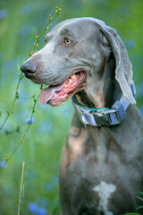 Weimaraner in wild flowers