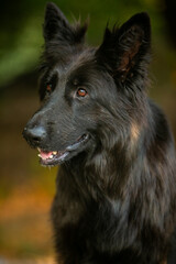 Black German Shepherd Portrait
