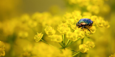Nature banner of a rose chafer insect bug as eating yellow spurge flowers. Pollen, pollination in...
